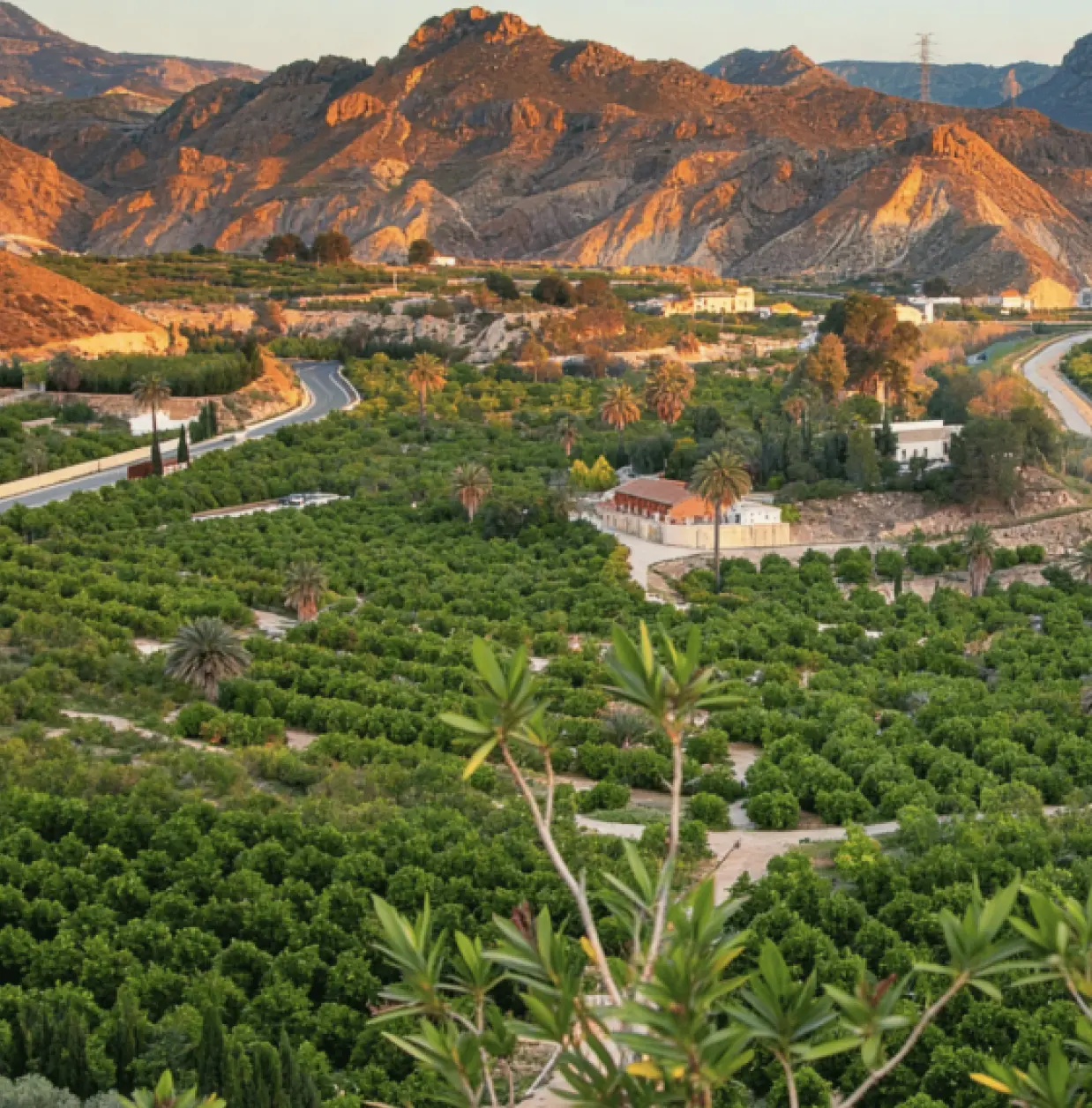 Floración del azahar en la huerta del Valle de Ricote